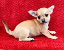 Puppies for sale chihuahua - Ireland, Cork
