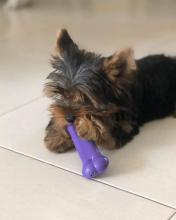 Puppies for sale yorkshire terrier - Poland, Vukov