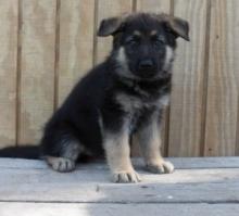 Puppies for sale german shepherd dog - Finland, Helsinki
