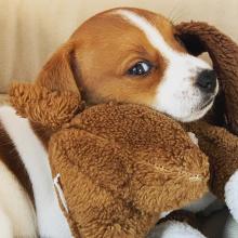 Puppies for sale jack russell terrier - Finland, Helsinki