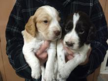 Puppies for sale cocker spaniel - Germany, Berlin. Price 600 $