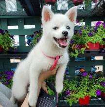 Puppies for sale , pomsky puppies - Russia, Astrakhan