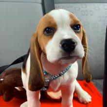 Puppies for sale beagle - Slovakia, Hradec Kralove