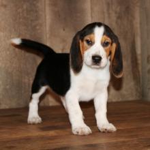 Puppies for sale beagle - Czech Republic, Czech-budievitsy