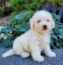 Puppies for sale , bichon frise - Netherlands, Harlem