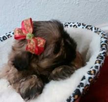 Puppies for sale shih tzu - Canada, Yukon