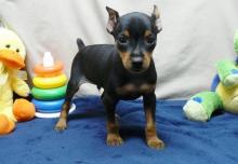 Puppies for sale miniature pinscher - Greece, Patra