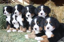 Puppies for sale bernese mountain dog - Cyprus, Nicosia