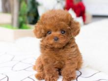 Puppies for sale toy-poodle - Hungary, Budapest