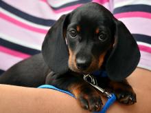 Puppies for sale dachshund - Slovenia, Belgrade