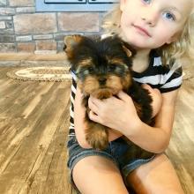 Puppies for sale mixed breed, morkie - Greece, Patra