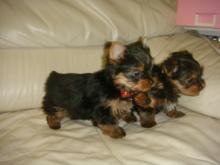 Puppies for sale yorkshire terrier - Sweden, Esbjerg