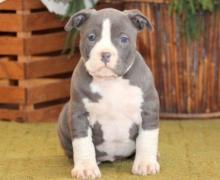 Puppies for sale american bulldog - Greece, Patra