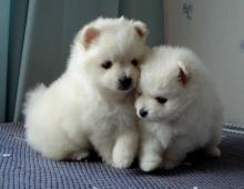 Puppies for sale pomeranian spitz - United Kingdom, Sunderland