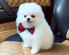 Puppies for sale pomeranian spitz - Bulgaria, Sofia