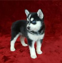 Puppies for sale other breed, pomsky puppies - Hungary, Budapest