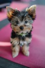 Puppies for sale yorkshire terrier - Netherlands, Amsterdam