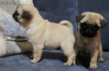 Puppies for sale pug - Hungary, Budapest