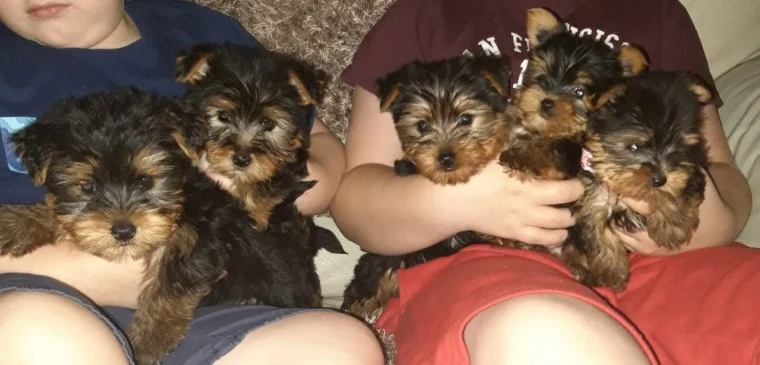 Puppies for sale yorkshire terrier - United Kingdom, Derby