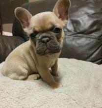 Puppies for sale french bulldog - Portugal, Braga