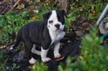 Puppies for sale american bulldog - USA, Nebraska