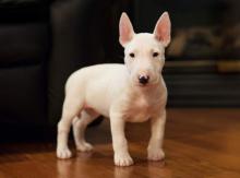 Puppies for sale bull terrier - France, Paris