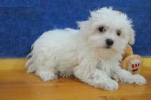 Puppies for sale maltese - Netherlands, Harlem