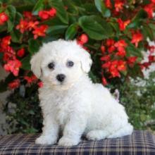 Puppies for sale bichon - Greece, Heraklion
