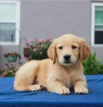 Puppies for sale , golden retriever puppies - Ukraine, Lvov