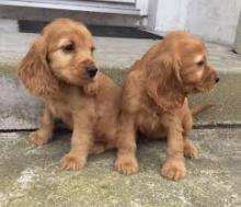 Puppies for sale cocker spaniel - France, Paris