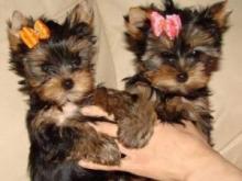 Puppies for sale yorkshire terrier - Spain, Santander