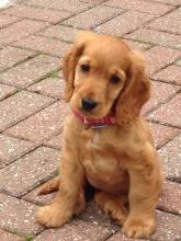 Puppies for sale cocker spaniel - Ireland, Dublin