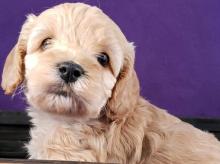 Puppies for sale ,  cockapoo - Russia, Astrakhan