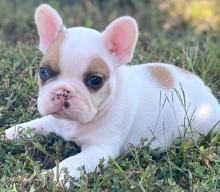 Puppies for sale french bulldog - Ukraine, Kharkiv