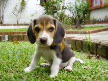 Puppies for sale beagle - Netherlands, Harlem