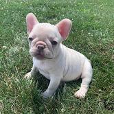 Puppies for sale french bulldog - France, Evreux