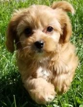 Puppies for sale , cavapoo - Armenia, Gyumri