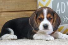 Puppies for sale beagle - Spain, Madrid