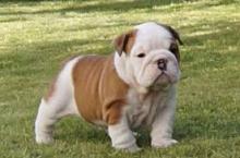 Puppies for sale english bulldog - Slovenia, Belgrade