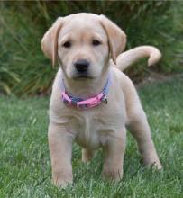 Puppies for sale labrador - Spain, Madrid