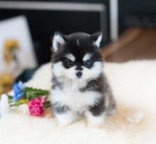 Puppies for sale , pomsky puppies - Bulgaria, Dobrich