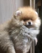 Puppies for sale pomeranian spitz - Canada, Saskatchewan