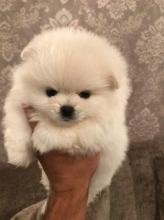 Puppies for sale pomeranian spitz - USA, Florida