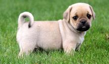 Puppies for sale mixed breed, puggle - Ukraine, Kiev