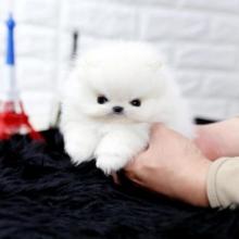 Puppies for sale pomeranian spitz - Canada, Ontario, Toronto