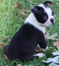 Puppies for sale boston terrier - Belarus, Maladzyechna