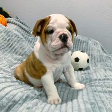 Puppies for sale english bulldog - Belgium, Charleroi