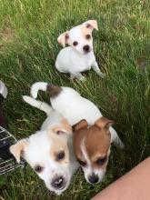 Puppies for sale chihuahua - Belgium, Charleroi