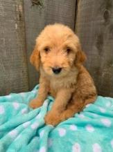 Puppies for sale , goldendoodle - Netherlands, Hemstede