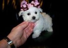 Puppies for sale mixed breed, maltipoo - Ukraine, Kiev